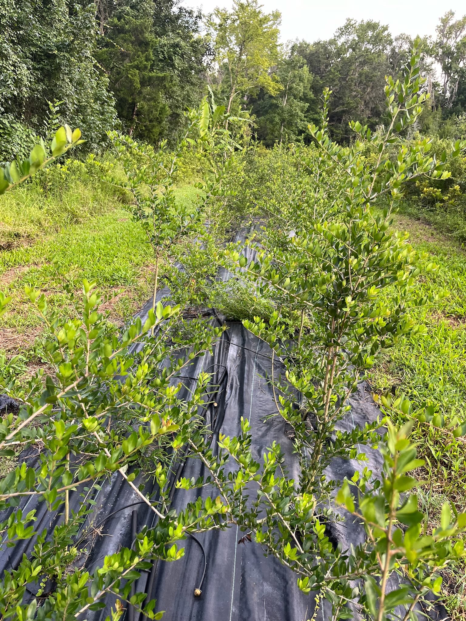 Yaupon farm in the Southeast